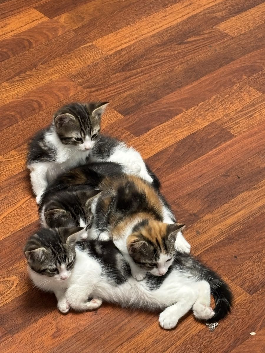 Kittens