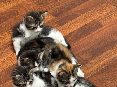 Kittens