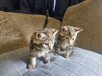 Vaccinated/Litter Tained Kittens