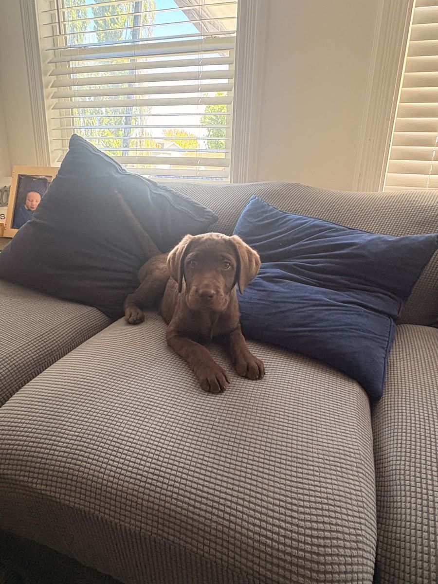 Puppy