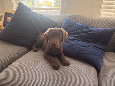 Puppy