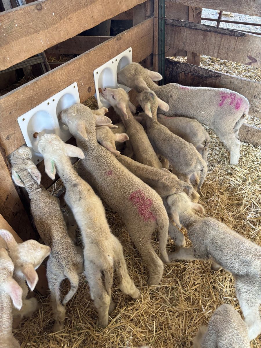 Bummer lambs