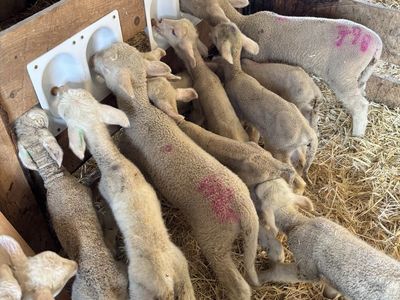 Bummer lambs