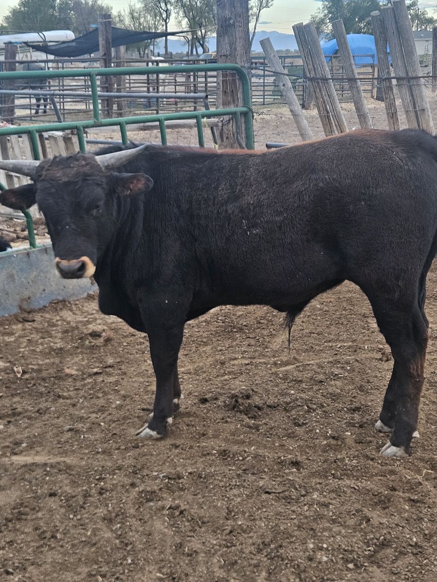 1 year old corriente bull