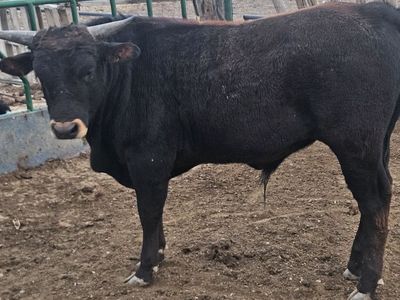1 year old corriente bull