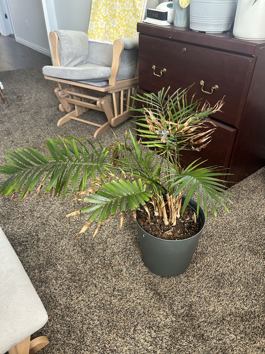 Plants