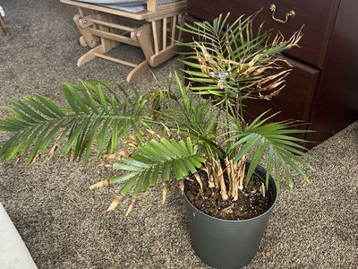 Plants