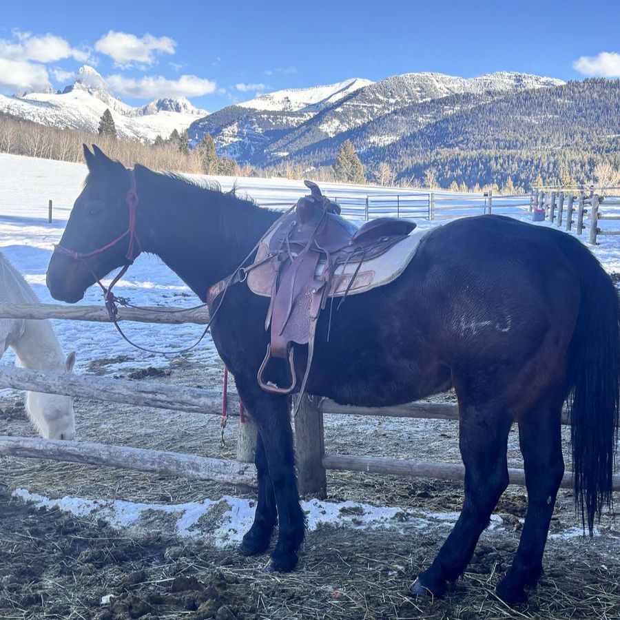 Perfect Horse For Beginners