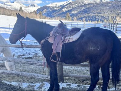 Perfect Horse For Beginners