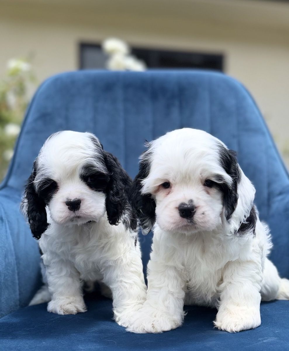 Adorable Cocker Spaniel Puppies - Slay x Toby Litter - Black & White, Males Available!