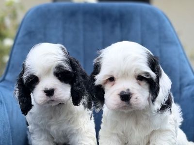 Adorable Cocker Spaniel Puppies - Slay x Toby Litter - Black & White, Males Available!