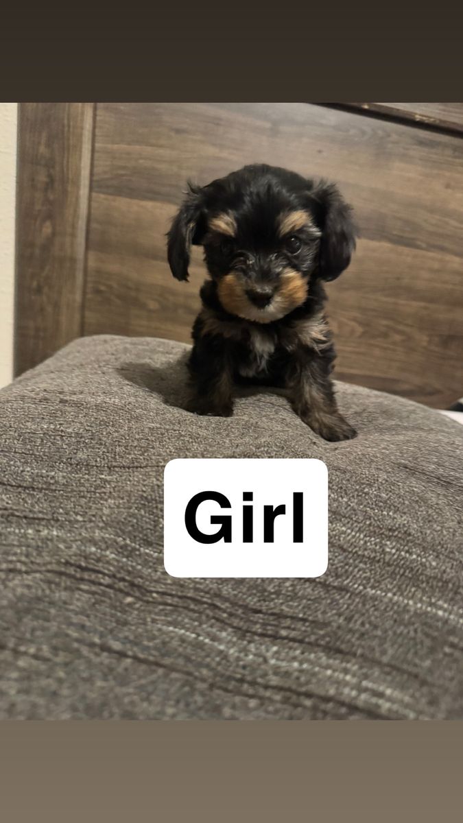 Adorable Yorkie/Shih Tzu Mix Puppies