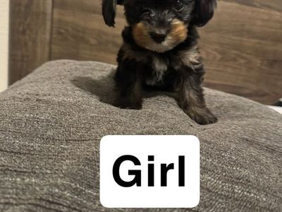 Adorable Yorkie/Shih Tzu Mix Puppies