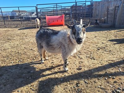 Super Friendly Nigerian Dwarf Goat