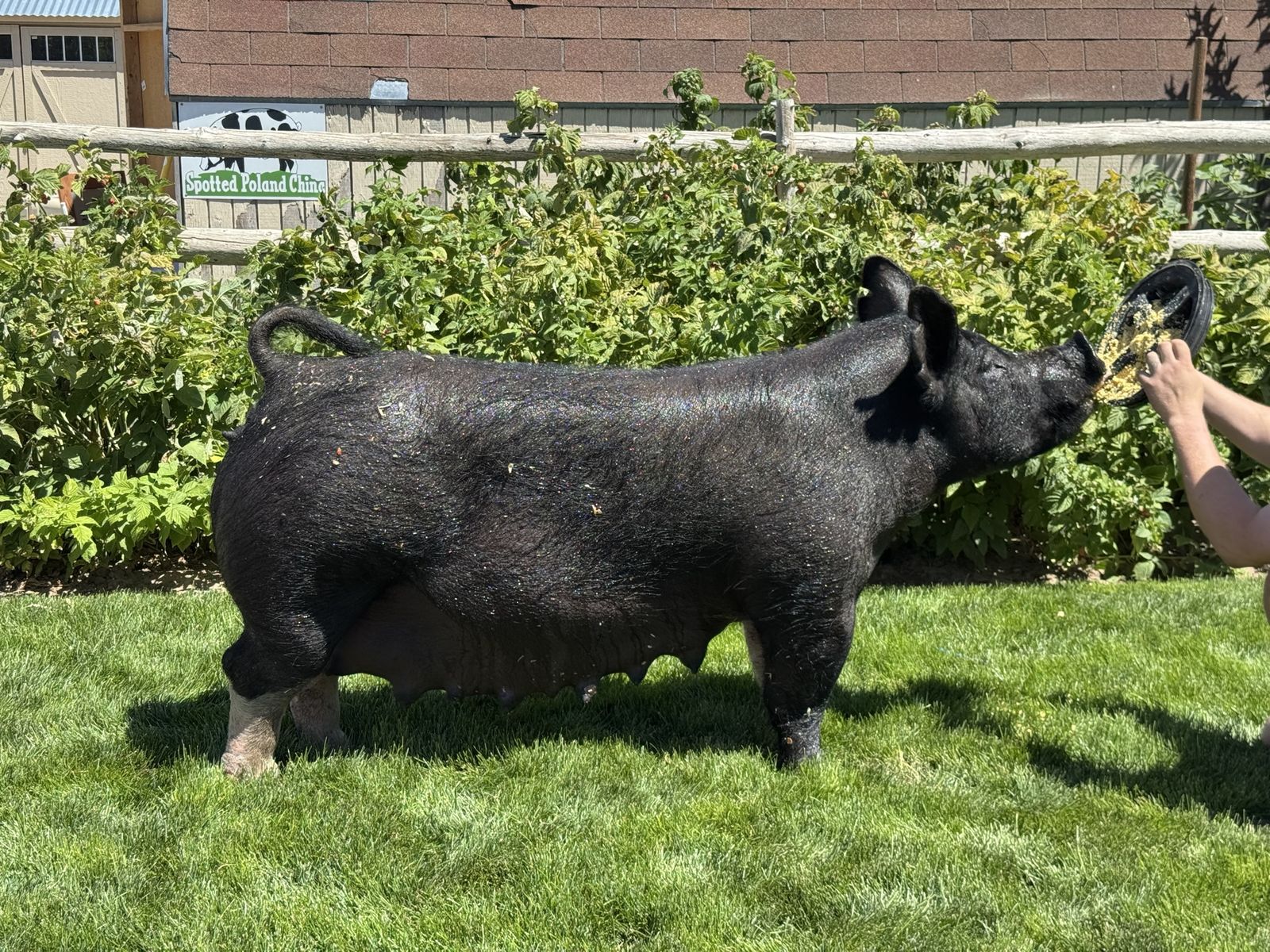 Bred Showpig Sow