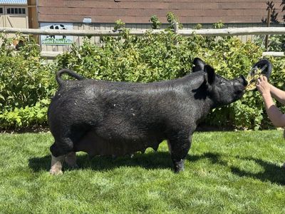 Bred Showpig Sow