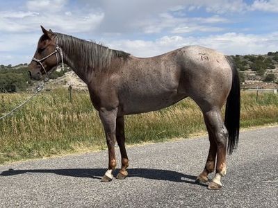 Red roan Mare