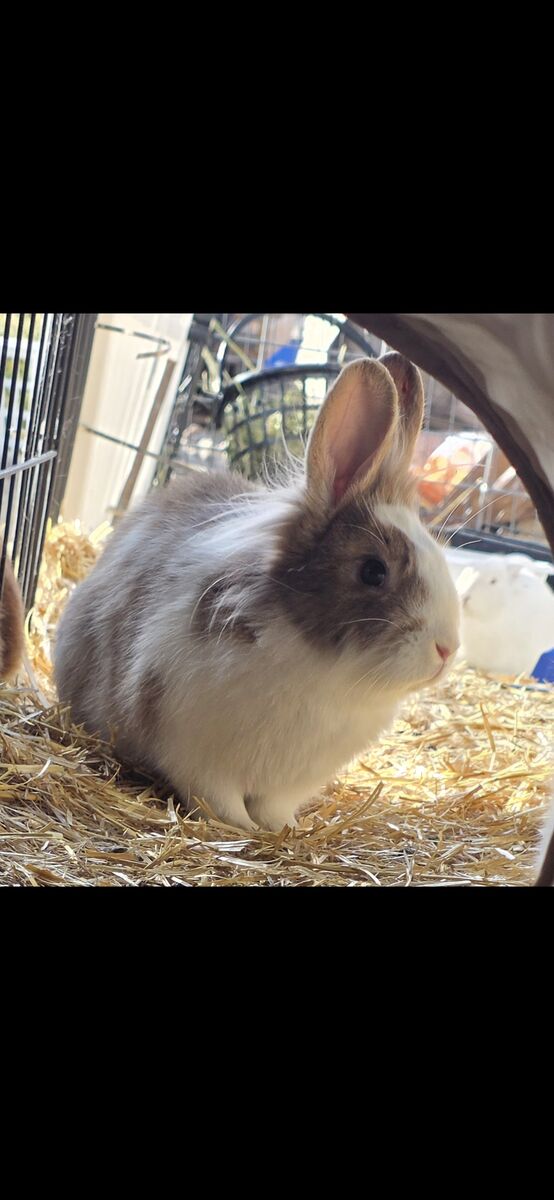 Emmett the bunny 🥰