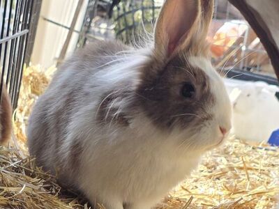 Emmett the bunny 🥰