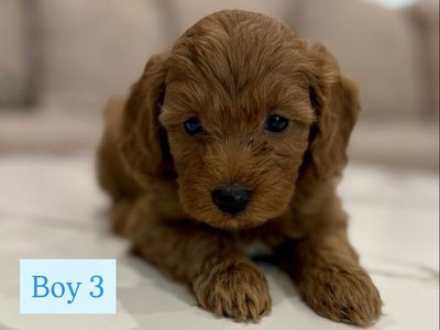 Adorable Mini Goldendoodle Puppies