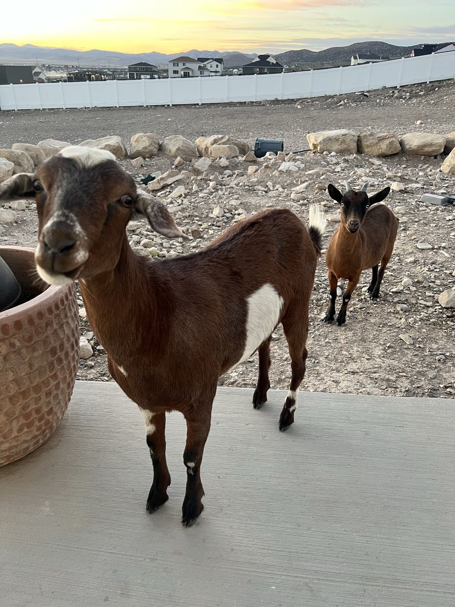 Mini Nubian & Nigerian Dwarf Does