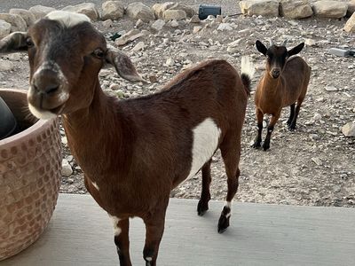 Mini Nubian & Nigerian Dwarf Does