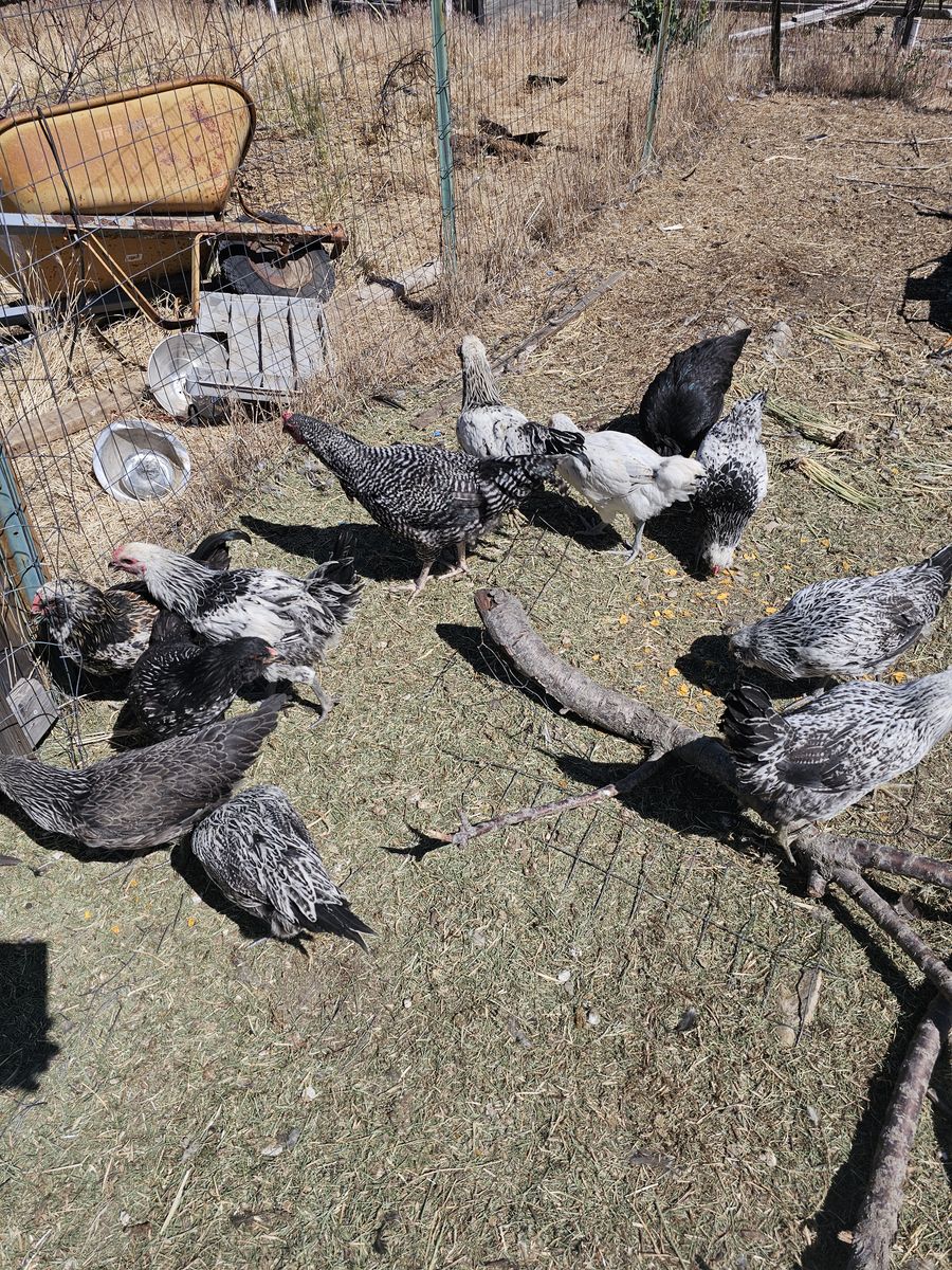 2 1/2 to 4 month old roosters