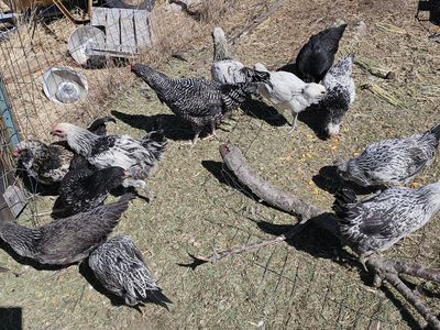 2 1/2 to 4 month old roosters