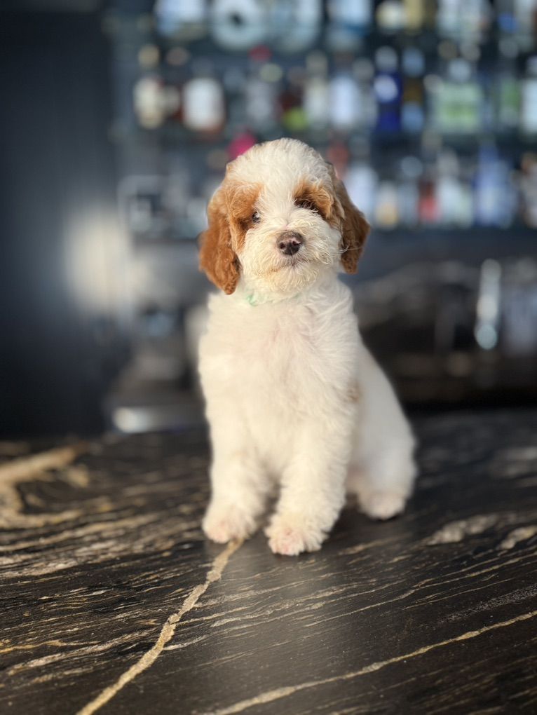 Trained Gorgeous Mini Goldendoodle Boy