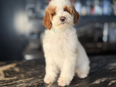 Trained Gorgeous Mini Goldendoodle Boy