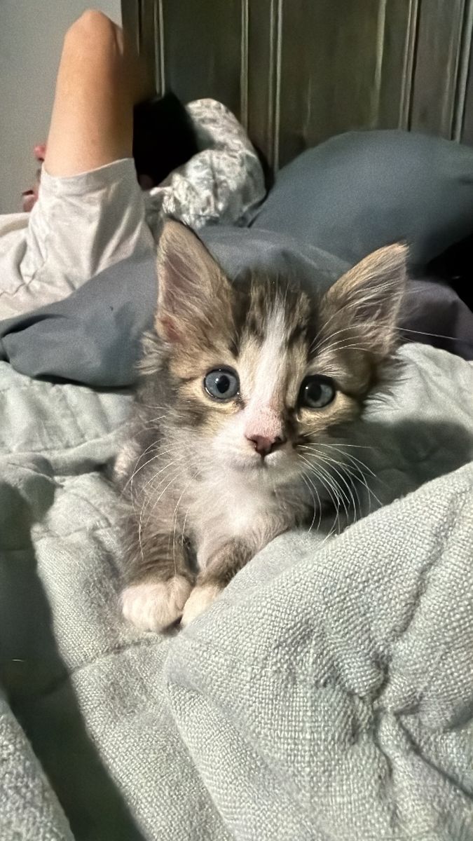 Fluffy Tabby Kitten Available for Adoption