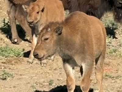 Buffalo/Bison bull calves