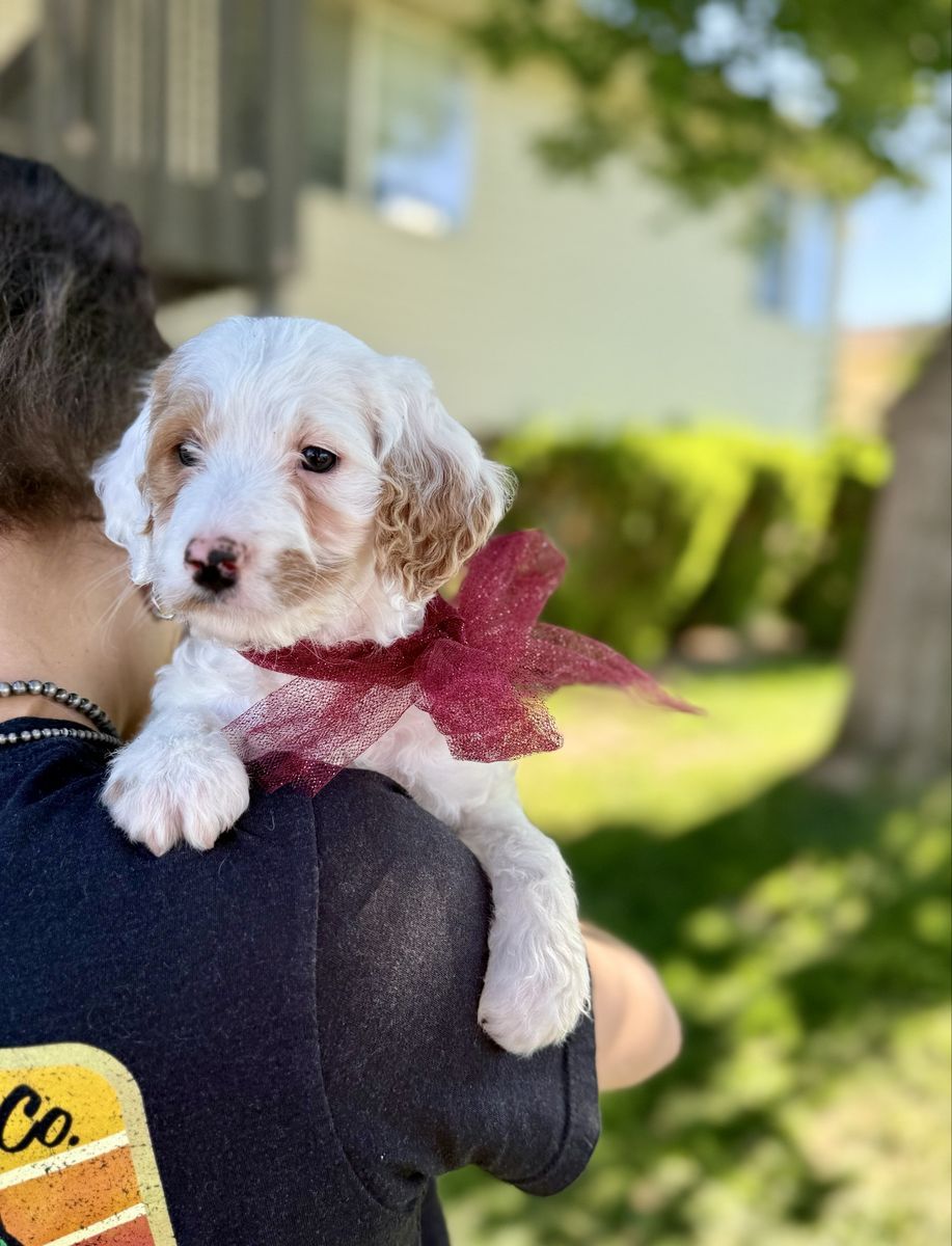 Meet Our Mini English Setter Doodles!