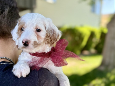 Meet Our Mini English Setter Doodles!