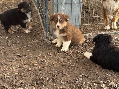 Australian Shepherd Puppies