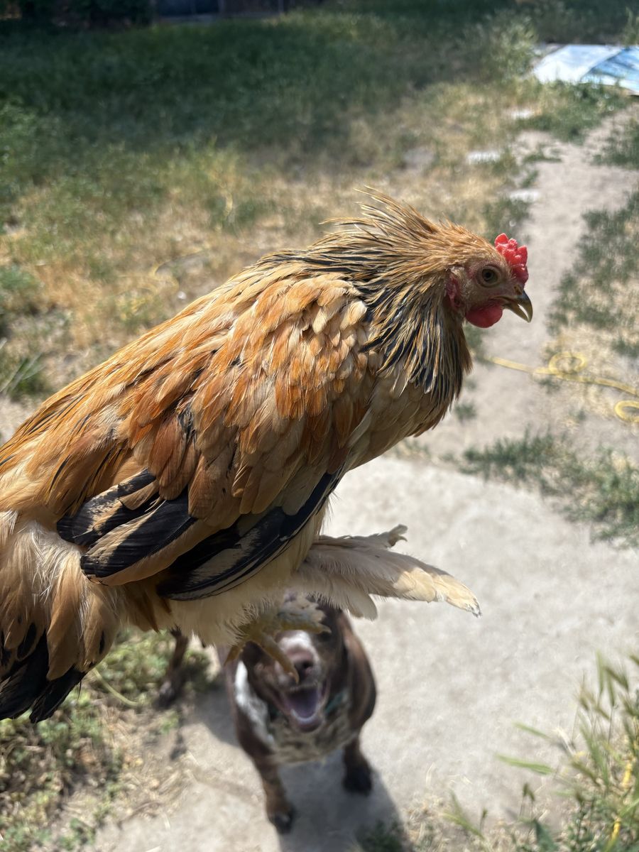 Bantam rooster