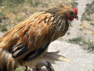 Bantam rooster