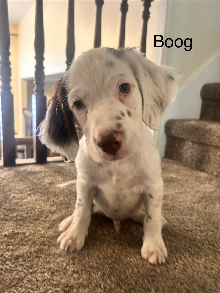 UKC registered Male Llewellin Setter Puppies