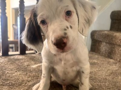 UKC registered Male Llewellin Setter Puppies