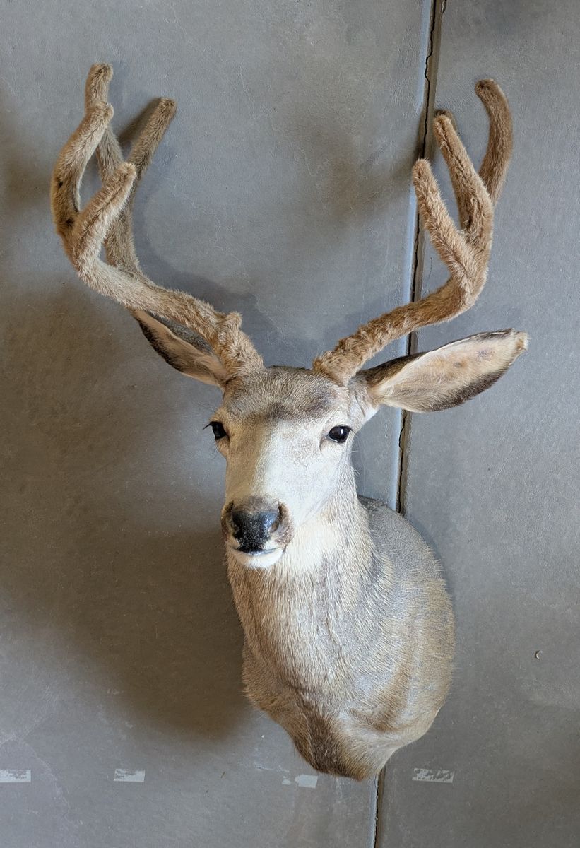 Beautiful velvet 4x4 Mule Deer Buck Shoulder Mount - Utah