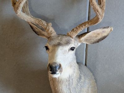 Beautiful velvet 4x4 Mule Deer Buck Shoulder Mount - Utah