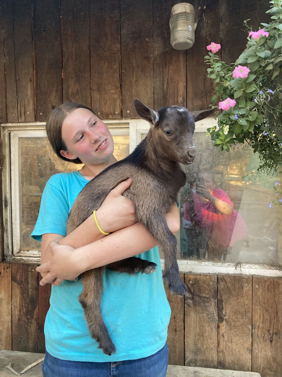 Friendly Nigerian Dwarf wethers