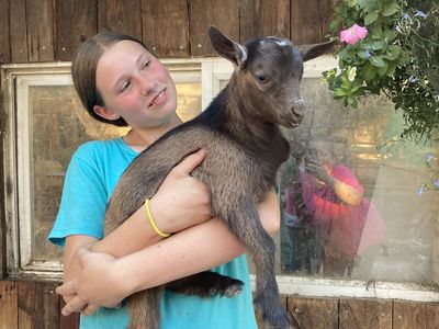 Friendly Nigerian Dwarf wethers