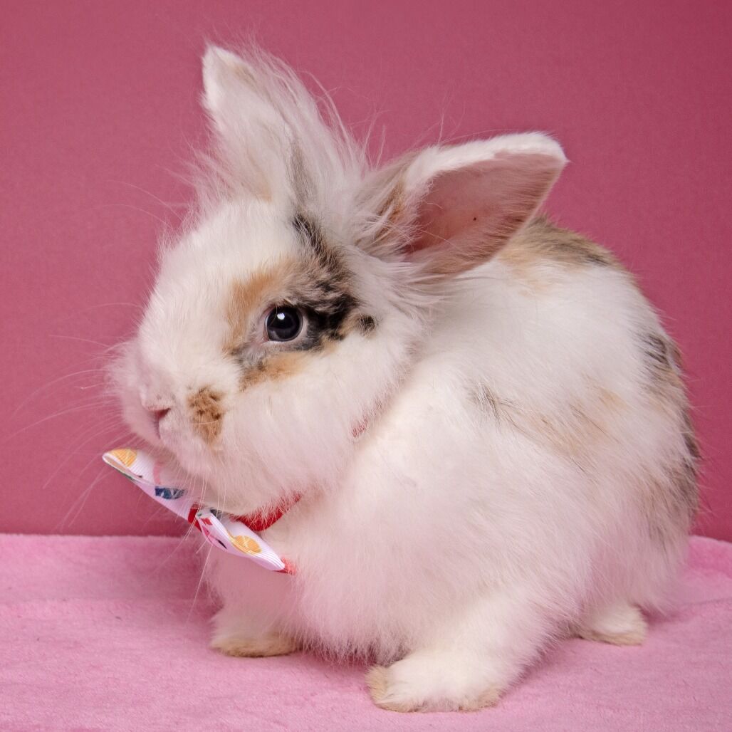 Hello my name is Houdini