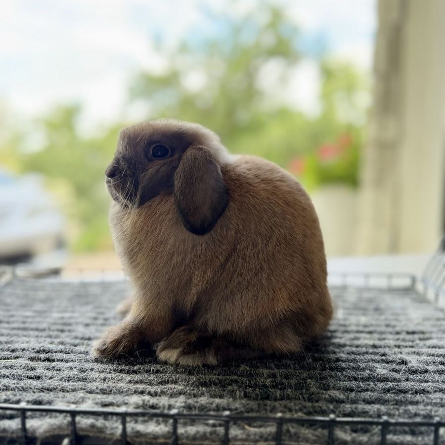 Show Holland Lop Doe