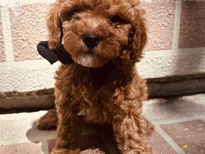 F1BB Mini Cavapoo Puppies Ready Now!