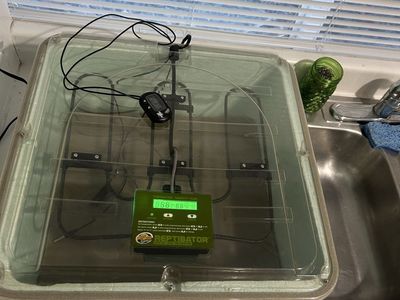 Zoomed incubator