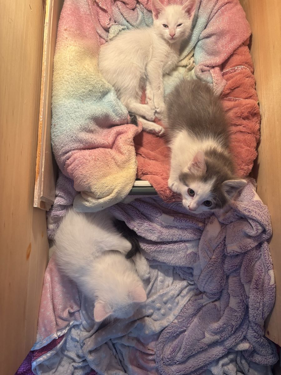 Adorable Kittens Looking for Forever Homes