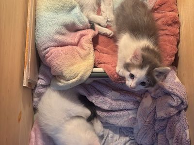 Adorable Kittens Looking for Forever Homes