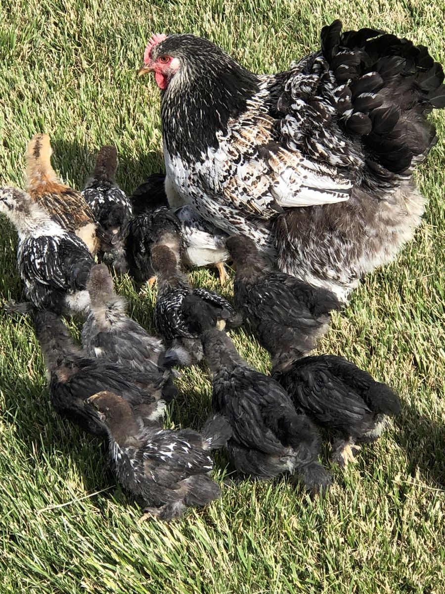 Standard Cochins pullets